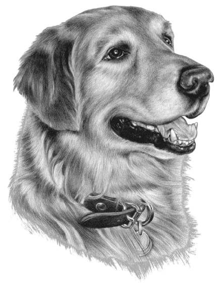 Detailreiche, schwarz-weiße Bleistiftskizze eines Golden Retrievers. Der Hund blickt aufmerksam und freundlich, mit offenem Maul und sichtbaren Zähnen. Das detailliert gezeichnete Fell und das Lederhalsband sind gut erkennbar.