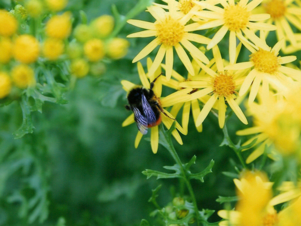 Nahaufnahme einer dicken Hummel mit orange-schwarzem Hinterleib, die auf einer hellgelben, sternförmigen Blüte sitzt und Pollen sammelt. Die Szene ist von einem unscharfen, leuchtend grünen Hintergrund aus Blättern und weiteren gelben Blüten umgeben.