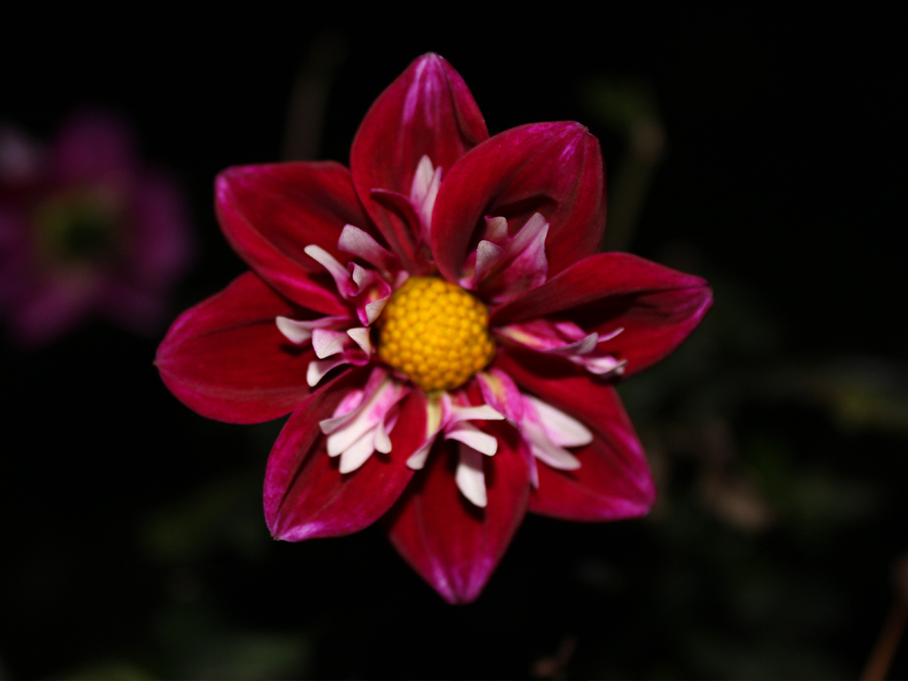Nahaufnahme einer einzelnen, leuchtend dunkelroten Blüte, wahrscheinlich einer Dahlie, vor einem tiefschwarzen Hintergrund. Die Blüte hat einen kräftig gelben Blütenstand in der Mitte, umgeben von dunklen, spitz zulaufenden Blütenblättern, die weiße und hellpinke Akzente in der Nähe des Zentrums aufweisen.