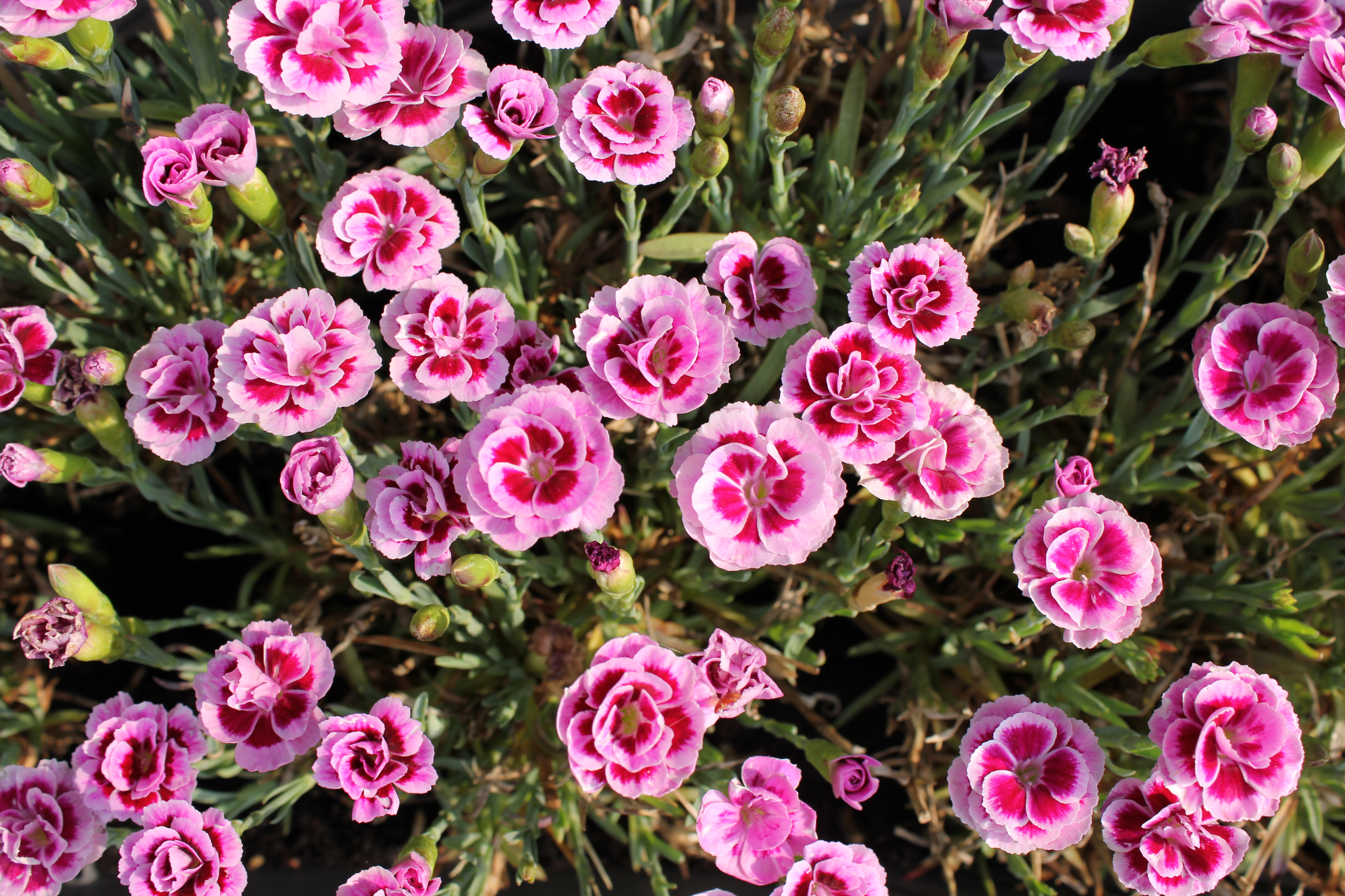 Nahaufnahme einer Gruppe von leuchtend pinkfarbenen Garten- oder Federnelken (Dianthus) mit gezackten Rändern. Die Blüten zeigen ein dunkleres, sattes Pink im Zentrum und hellere Ränder. Sie wachsen dicht an dicht zwischen grünen, schmalen Blättern und Stielen.