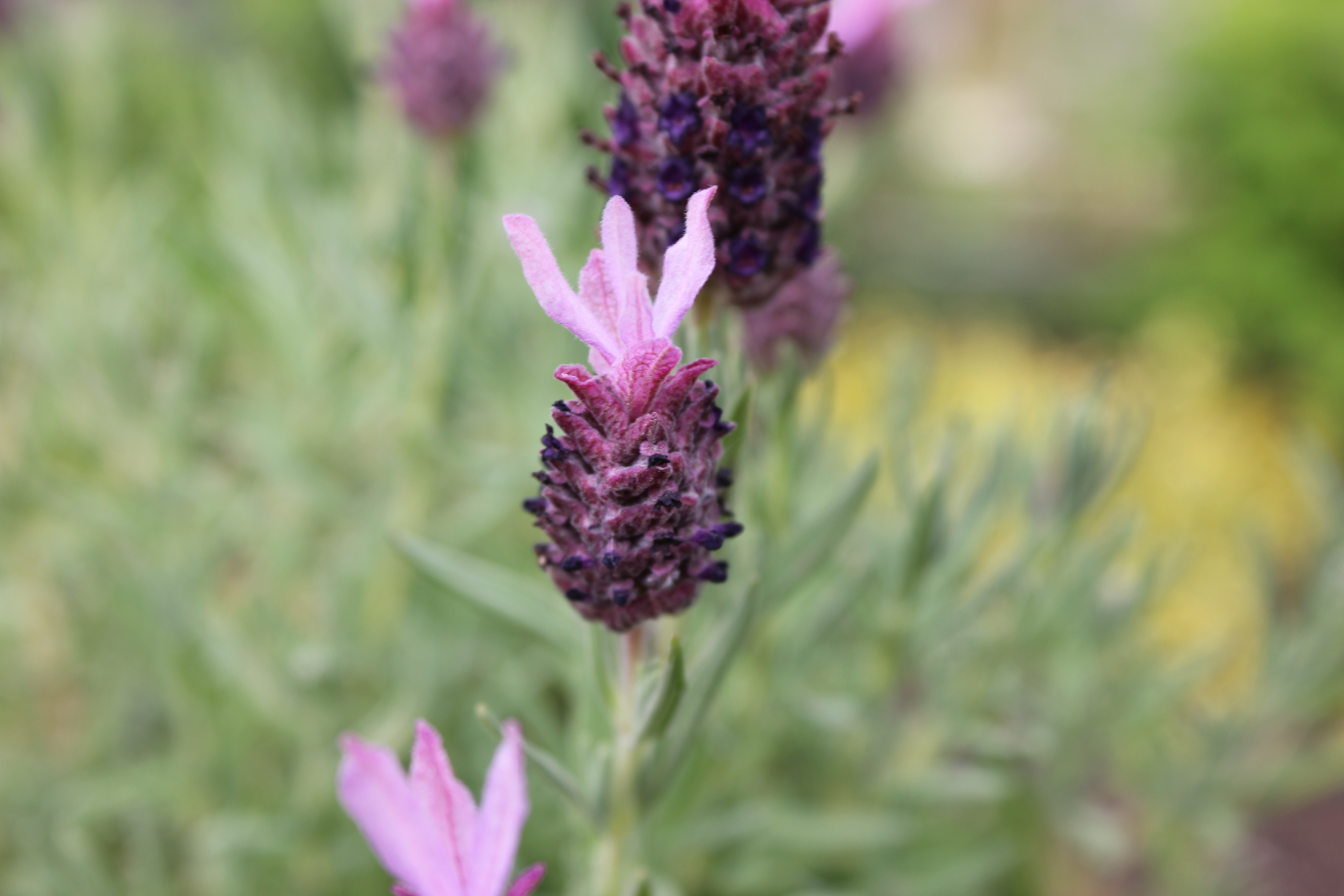 Nahaufnahme einer einzelnen, aufrechten Blüte von Schopflavendel (Lavandula stoechas). Der dichte, dunkelviolette Blütenkopf ist oben mit mehreren auffälligen, hellrosa oder lila Hochblättern gekrönt. Der Hintergrund ist unscharf und zeigt die graugrünen Blätter der Pflanze.