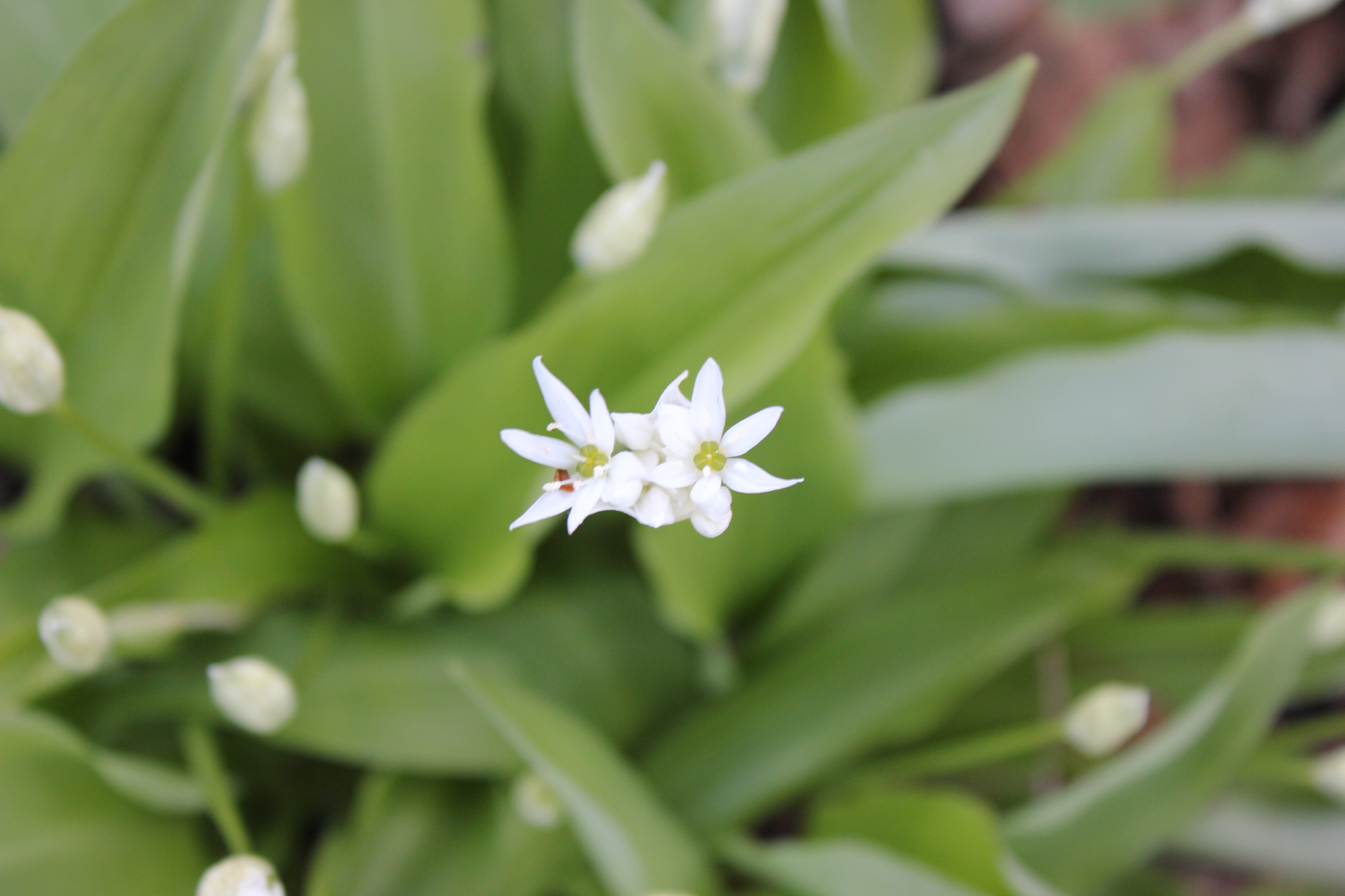 Nahaufnahme von Bärlauchblüten (Allium ursinum) mit zwei kleinen, sternförmigen, weißen Blüten im Zentrum. Sie sind umgeben von zahlreichen hellgrünen, großen Blättern und vielen noch geschlossenen Blütenknospen.