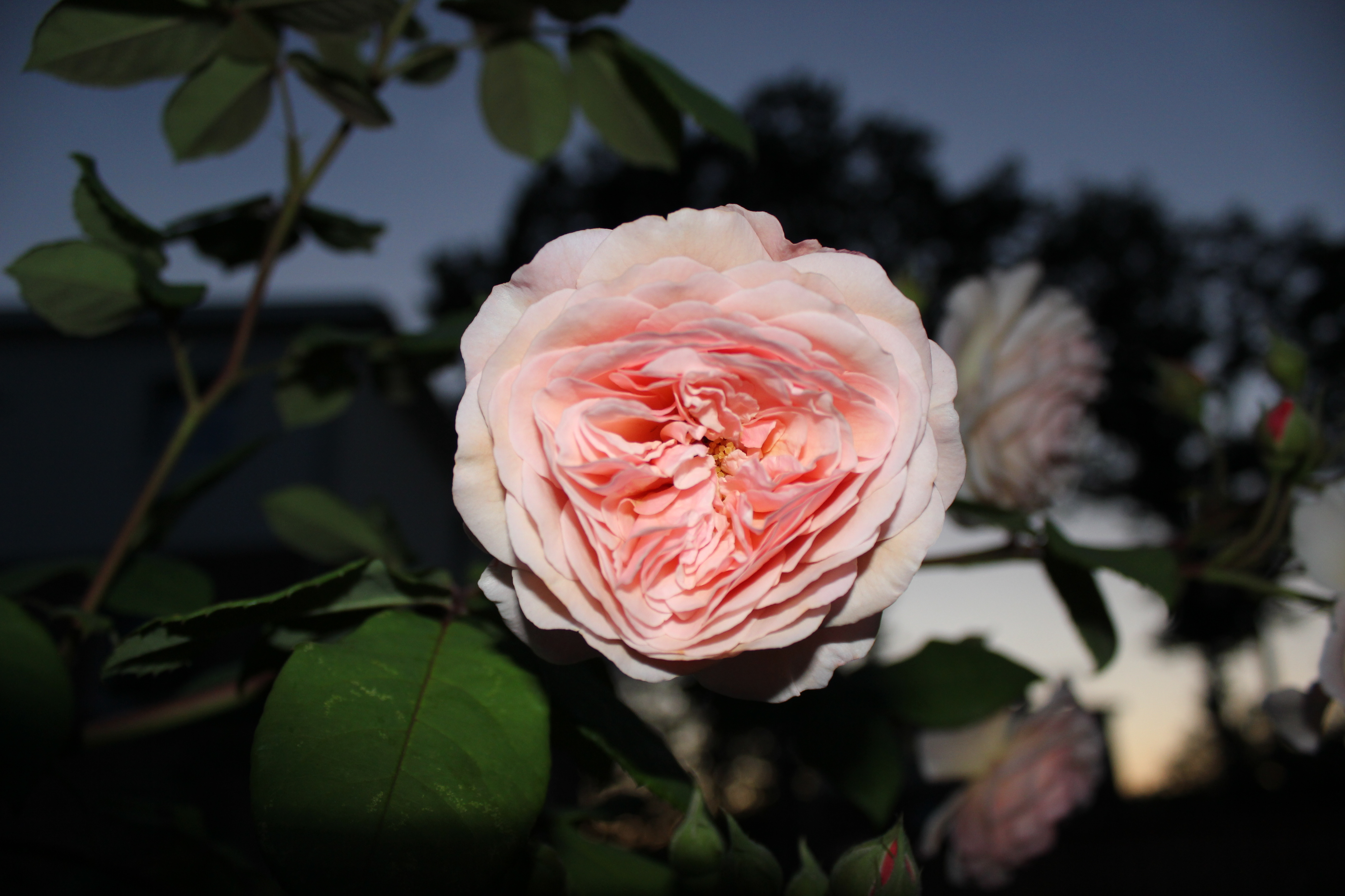 Nahaufnahme einer voll erblühten, runden Rose in zartem Lachsrosa oder hellen Pfirsichtönen, deren zahlreiche Blütenblätter in der Mitte dicht gefaltet sind. Die Rose ist von dunklen, grünen Blättern umgeben und wird vor einem unscharfen, dunklen Hintergrund aus Bäumen und Abendhimmel beleuchtet.