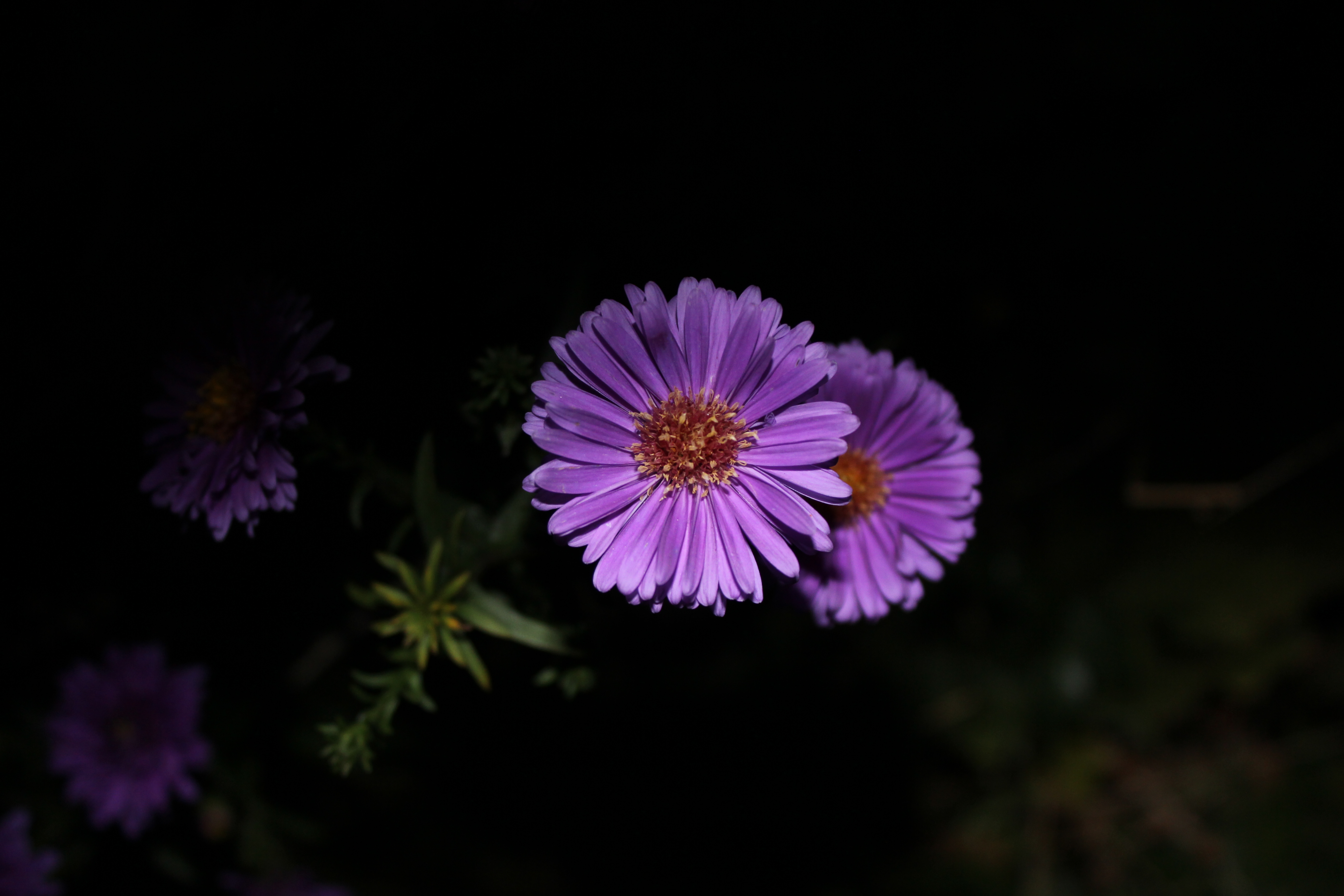Nahaufnahme von zwei leuchtend violetten Asterblüten mit gelb-orangefarbenen Zentren. Die Blüten heben sich stark von einem tiefschwarzen, dramatischen Hintergrund ab, wodurch die Farben und Details besonders hervorgehoben werden.
