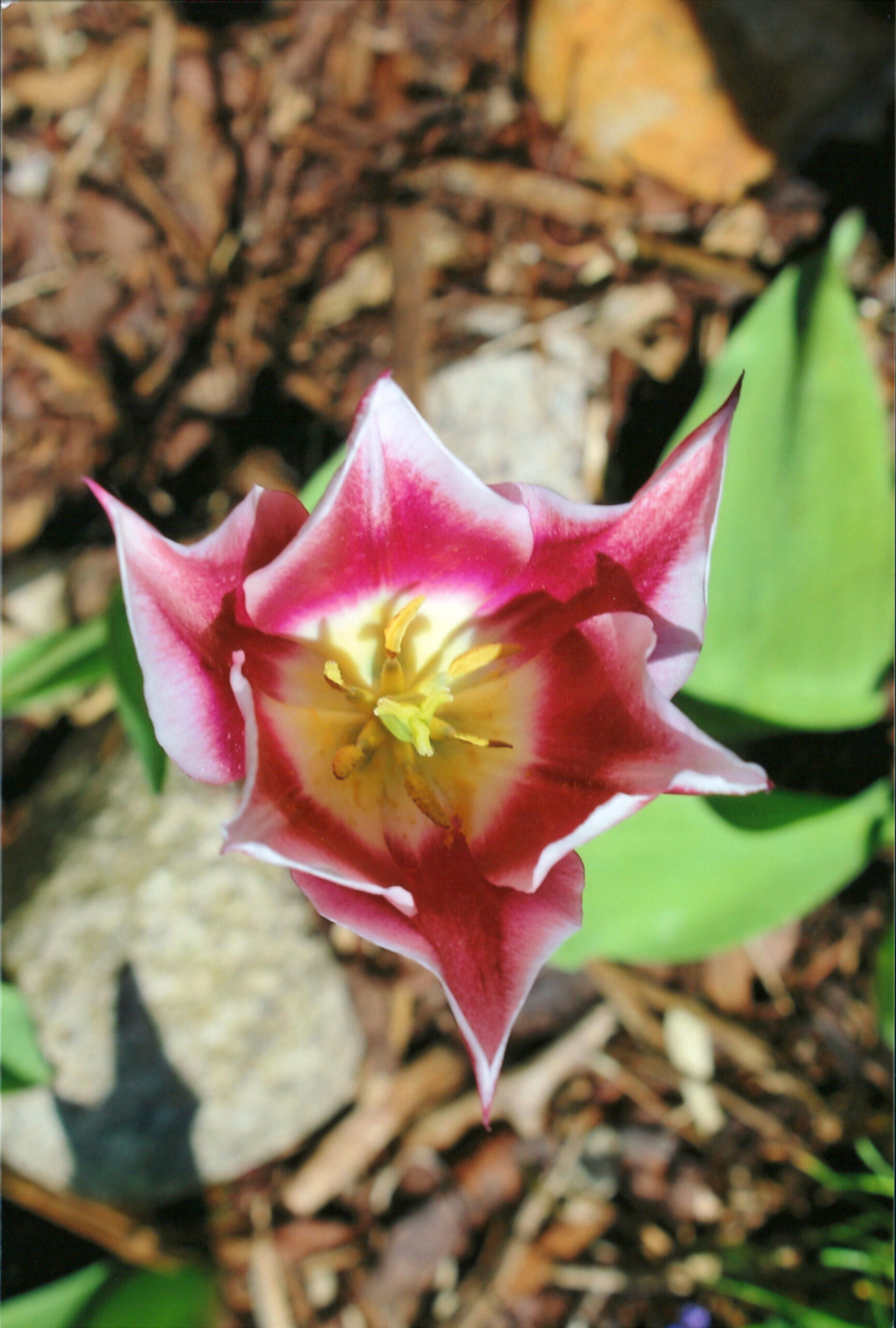 ahaufnahme einer einzelnen, geöffneten Tulpenblüte, von oben betrachtet. Die Blüte hat spitz zulaufende Blütenblätter, die in kräftigem Pink oder Rot gehalten sind und weiße Ränder und Spitzen aufweisen. Das Zentrum ist leuchtend gelb mit sichtbaren Staubgefäßen. Die Blume wächst aus einem Hintergrund aus braunem Mulch, Laub und hellgrünen Blättern.