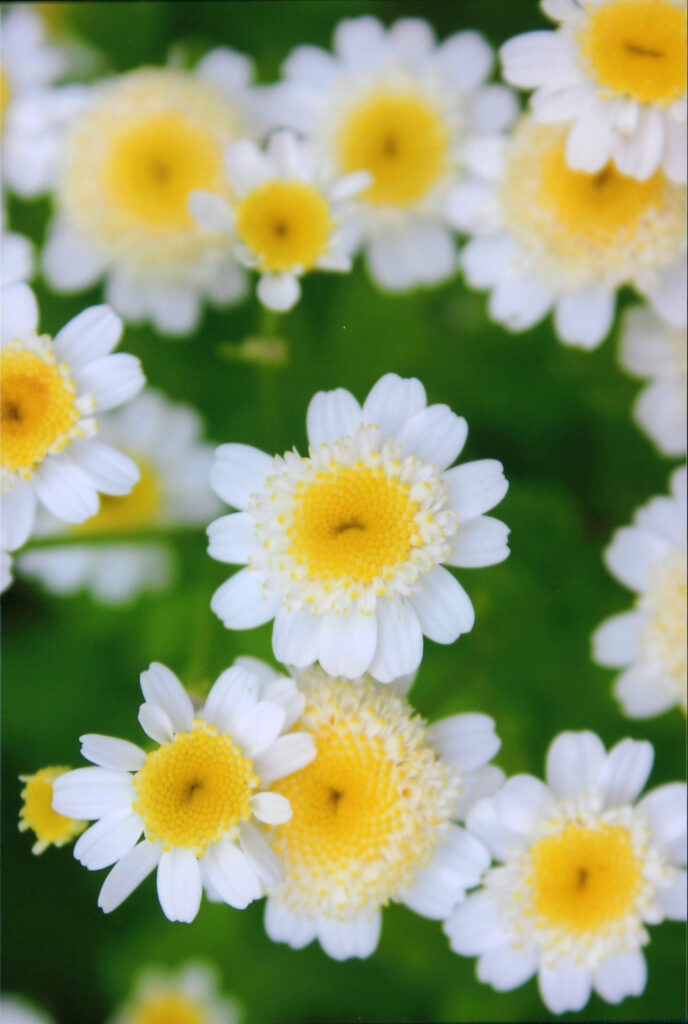 Nahaufnahme eines Feldes von weißen Blüten mit leuchtend gelben Zentren, die dem Wiesen-Margeriten oder der Kamille ähneln. Die Blüten sind unscharf im Vorder- und Hintergrund, was einen Tiefenschärfeeffekt erzeugt. Die Farben sind weiß und gelb vor einem unscharfen, satten grünen Hintergrund.