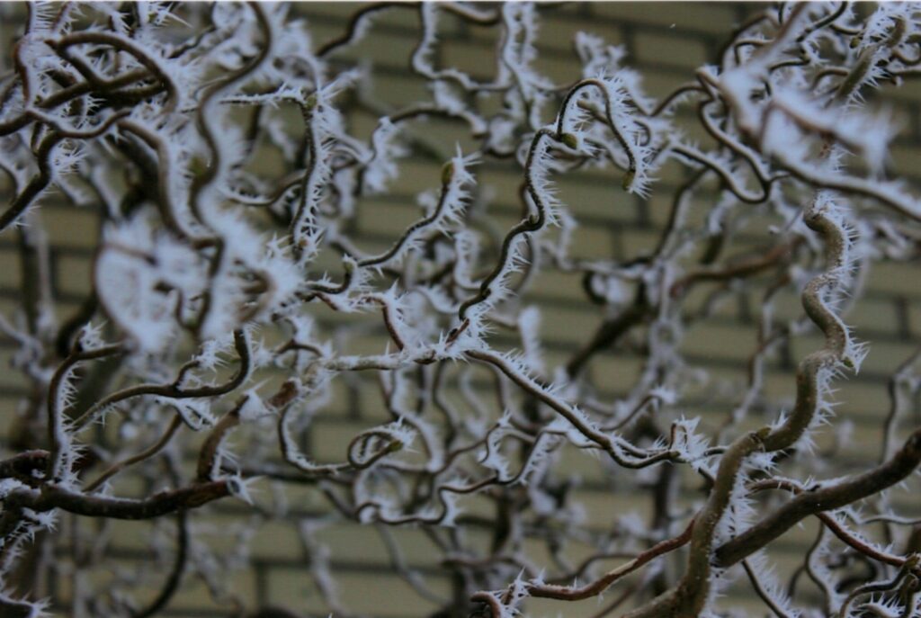 Nahaufnahme von dicht miteinander verschlungenen, gewundenen Ästen oder Zweigen, die mit scharfen, weißen Eiskristallen oder Raureif bedeckt sind. Im unscharfen Hintergrund ist eine helle Backsteinwand erkennbar. Das Bild vermittelt einen Eindruck von winterlicher Kälte und Detailreichtum.