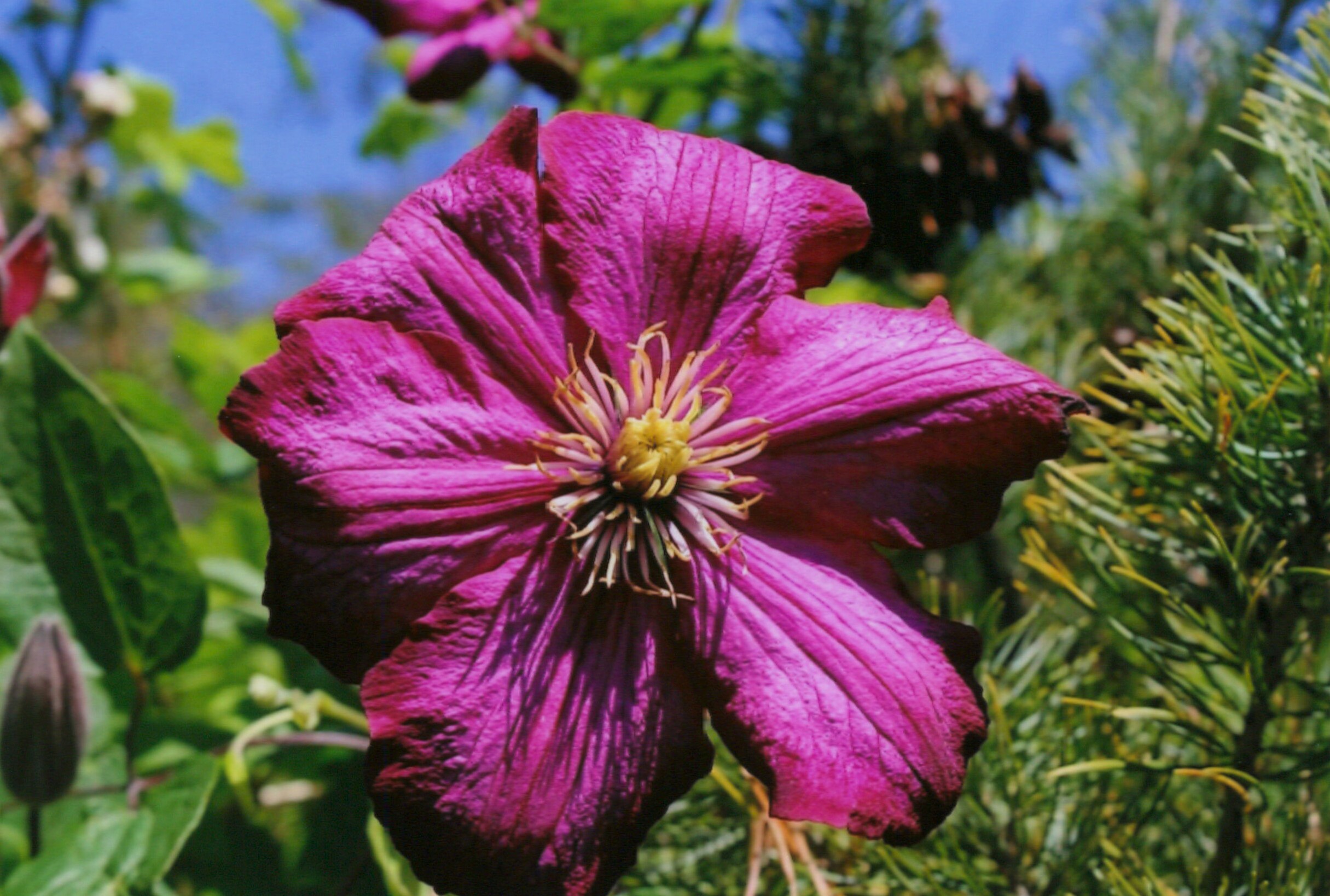 Nahaufnahme einer großen, leuchtend magentafarbenen bis tief pinken Clematisblüte mit faltigen Blütenblättern und einem hellgelb-weißen Blütenzentrum. Die Blüte wird von einem Hintergrund aus sattgrünem Laub und dem blauen Himmel eingerahmt. Links unten ist eine geschlossene Blütenknospe zu sehen.