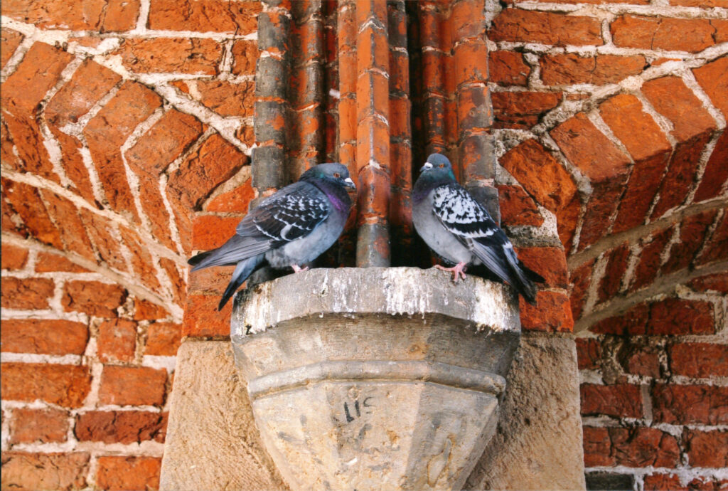 Nahaufnahme von zwei Stadttauben, die nebeneinander auf einem hellgrauen, steinernen Sockel oder Kapitell sitzen. Der Hintergrund besteht aus einer roten Backsteinwand mit dunklen, vertikalen Ziegelvorsprüngen und gemauerten Bögen. Die linke Taube blickt nach rechts, die rechte Taube blickt nach vorne, mit einem auffälligen metallisch-violetten Schimmer um den Hals.