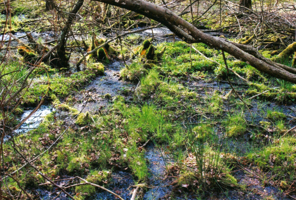 Nahaufnahme eines feuchten, sumpfigen Waldbodens oder Moors. Die Szene ist dominiert von sattgrünem Moos, Schilfgras und kleinen Wasserläufen oder Pfützen, die den Boden dunkel reflektieren. Im Vordergrund liegen tote Äste und Totholz, und im oberen Bereich überspannt ein dickerer Ast die Szene.