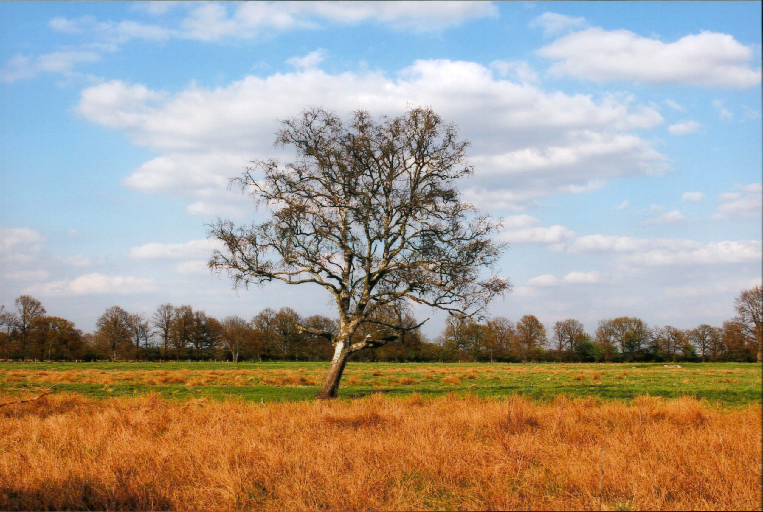 Ein einzelner, kahler Baum mit heller Rinde, wahrscheinlich eine Birke, steht in der Mitte einer weiten Wiesenlandschaft. Der Vordergrund besteht aus hohem, trockenem, orange-braunem Gras, das in eine grüne Fläche übergeht. Im Hintergrund zieht sich eine Reihe von Bäumen entlang des Horizonts. Der Himmel ist leuchtend blau mit großen, weißen Cumuluswolken.