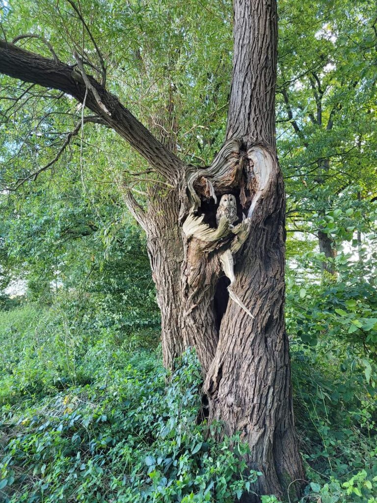 ahaufnahme einer Waldszene, die einen großen, alten Baum mit einer prominenten, natürlichen Höhle im Stamm zeigt. Eine kleine, braun-weiße Eule sitzt versteckt in dieser Baumhöhle und blickt direkt nach vorne. Der Baum ist von dichtem, grünen Laub und Unterholz umgeben.