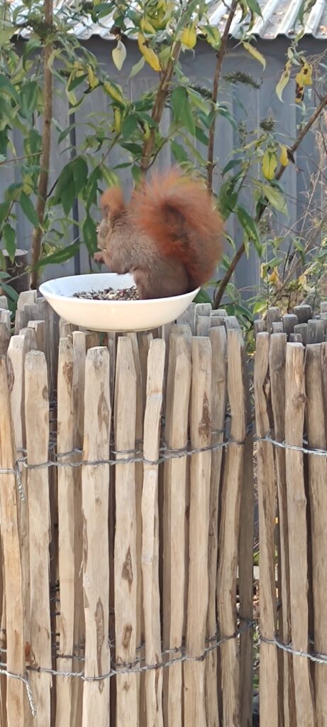 in rotbraunes Eichhörnchen sitzt auf einem rustikalen Holzzaun und frisst aus einem weißen Teller, der mit Körnern oder Nüssen gefüllt ist. Der Zaun besteht aus vertikalen, gespaltenen Holzpfählen, die mit Draht verbunden sind. Im Hintergrund ist ein grüner Zaun und Laubwerk zu erkennen.