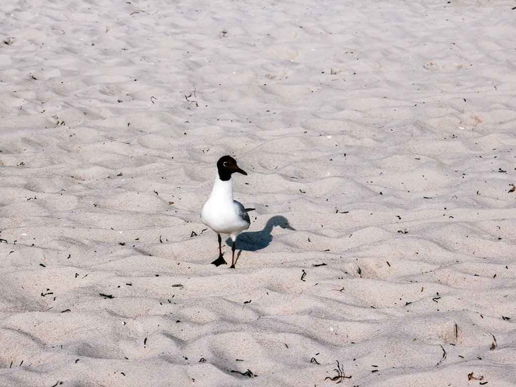 Eine Lachmöwe (Chroicocephalus ridibundus) im Brutkleid mit dunklem, fast schwarzem Kopf und weißem Körper steht im Sonnenlicht auf feinem, hellem Sandstrand. Die Möwe blickt nach rechts und wirft einen deutlichen Schatten auf den unebenen Sand.