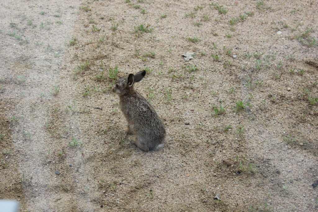 Ein kleiner, graubrauner Feldhase oder Kaninchen sitzt aufmerksam in leicht sandigem, hellem Boden mit spärlichem, grünem Grasbewuchs. Der Hase blickt nach links oben in die Ferne und ist fast vollständig von der Seite zu sehen.